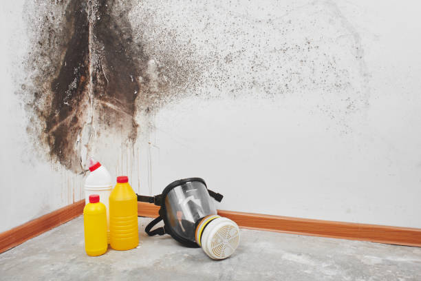 Best Mold Damage Repair  in Rome, IL
