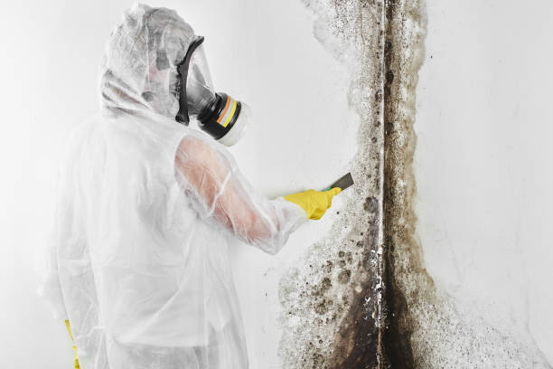 Best Certified Mold Removal  in Rome, IL