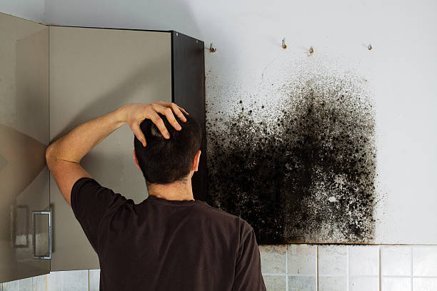 Best Attic Mold Removal  in Rome, IL