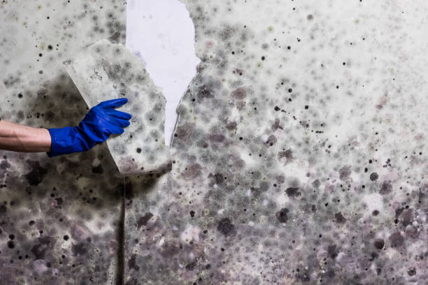 Best Residential Mold Removal  in Rome, IL